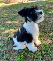 Snoopy, a male Miniature Schnauzer for sale in Claremont, NC – 2 of 5