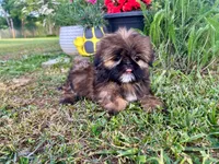Gizmo, a male Shih Tzu for sale in Claremont, NC – 2 of 5