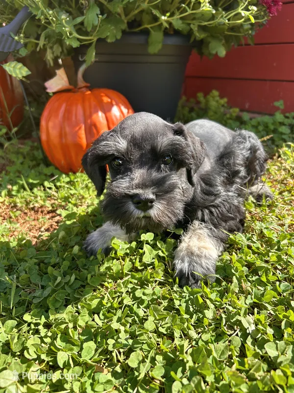 Archy , a male Miniature Schnauzer for sale in Claremont, NC – 1 of 7