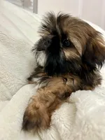 Bruno, a male Shih Tzu for sale in Claremont, NC – 3 of 8