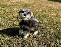 Uri , a female Miniature Schnauzer for sale in Claremont, NC – 6 of 7