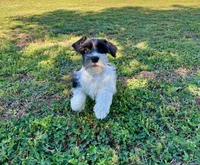 Snoopy, a male Miniature Schnauzer for sale in Claremont, NC – 3 of 5
