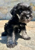 Cooper, a male Miniature Schnauzer for sale in Claremont, NC – Photo 2 of 3