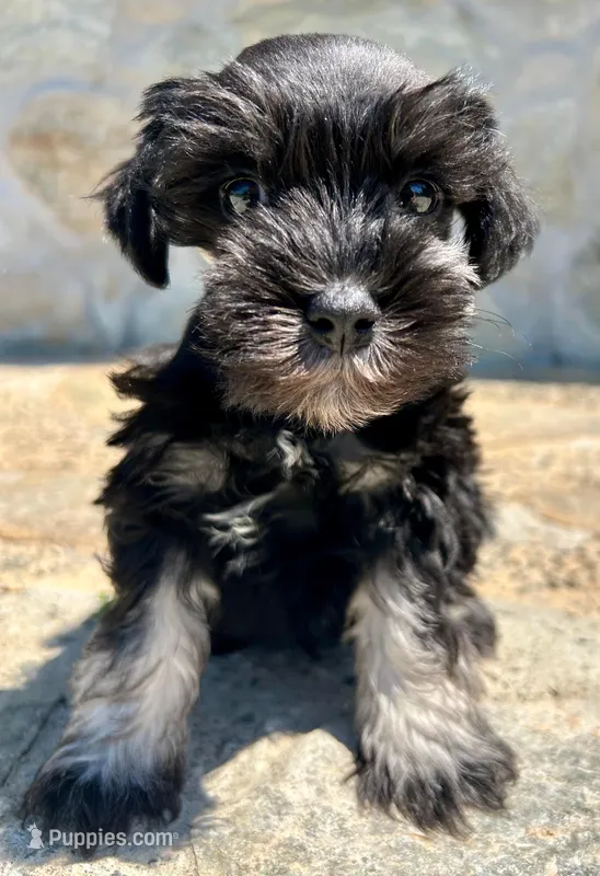 Cooper – Miniature Schnauzer puppy for sale in Claremont, NC