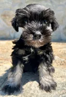 Cooper, a male Miniature Schnauzer for sale in Claremont, NC – Photo 1 of 3