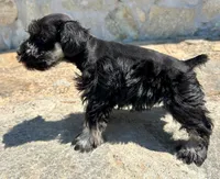 Cooper, a male Miniature Schnauzer for sale in Claremont, NC – Photo 3 of 3