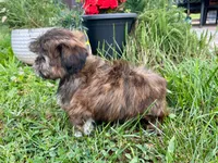 Rose, a female Shih Tzu for sale in Claremont, NC – 3 of 5