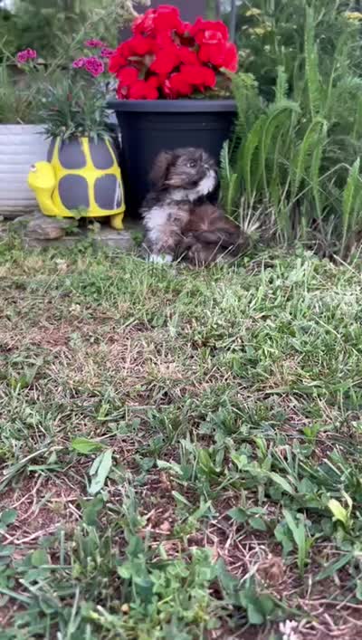 Rose, a female Shih Tzu for sale in Claremont, NC – 3 of 7
