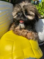 Robert, a male Shih Tzu for sale in Claremont, NC – 2 of 6