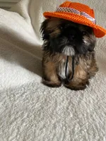 Bruno, a male Shih Tzu for sale in Claremont, NC – 5 of 8