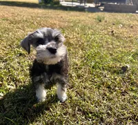 Uri , a female Miniature Schnauzer for sale in Claremont, NC – 3 of 7