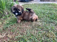 Gizmo, a male Shih Tzu for sale in Claremont, NC – 4 of 5