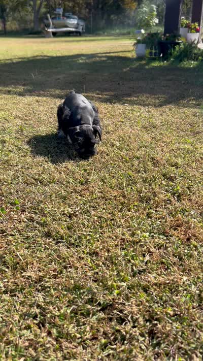 Archy , a male Miniature Schnauzer for sale in Claremont, NC – 7 of 7