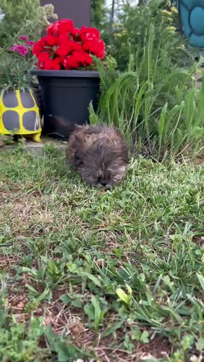 Rose, a female Shih Tzu for sale in Claremont, NC – 7 of 7
