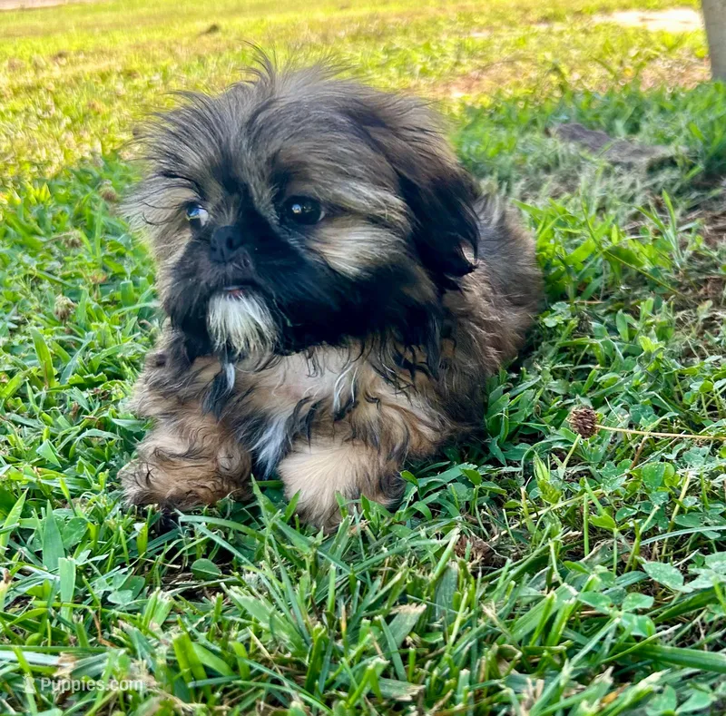 Robert – Shih Tzu puppy for sale in Claremont, NC