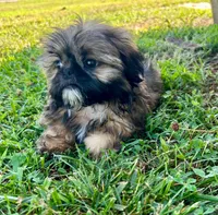 Robert, a male Shih Tzu for sale in Claremont, NC – 1 of 6
