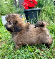 Chewbacca, a male Shih Tzu for sale in Claremont, NC – 4 of 5