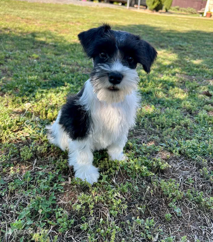 Snoopy, a male Miniature Schnauzer for sale in Claremont, NC – 1 of 5