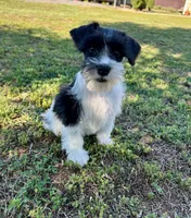 Snoopy, a male Miniature Schnauzer for sale in Claremont, NC – 1 of 5