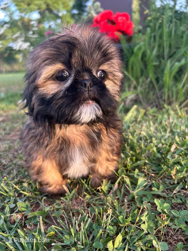 Gizmo – Shih Tzu puppy for sale in Claremont, NC
