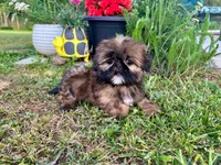 Gizmo, a male Shih Tzu for sale in Claremont, NC – 5 of 5