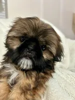 Bruno, a male Shih Tzu for sale in Claremont, NC – 1 of 5