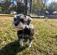Uri , a female Miniature Schnauzer for sale in Claremont, NC – 5 of 7