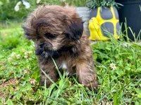 Gizmo, a male Shih Tzu for sale in Claremont, NC – 2 of 6