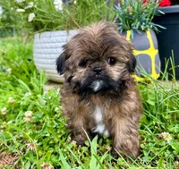 Chewbacca, a male Shih Tzu for sale in Claremont, NC – 5 of 5