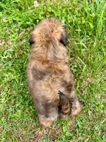 Chewbacca, a male Shih Tzu for sale in Claremont, NC – 3 of 5