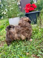 Rose, a female Shih Tzu for sale in Claremont, NC – 4 of 5