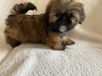 Gizmo, a male Shih Tzu for sale in Claremont, NC – 3 of 8