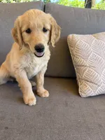 Goldendoodle Puppy , a female Goldendoodle for sale in Orangevale, CA – 3 of 4