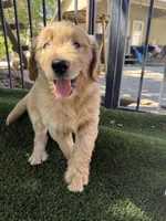 Goldendoodle Puppy , a female Goldendoodle for sale in Orangevale, CA – 7 of 7