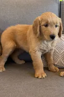 Goldendoodle Puppy , a female Goldendoodle for sale in Orangevale, CA – 2 of 7