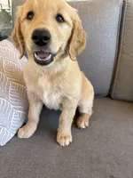 Goldendoodle Puppy , a female Goldendoodle for sale in Orangevale, CA – 2 of 4