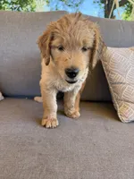 Goldendoodle Puppy , a female Goldendoodle for sale in Orangevale, CA – 6 of 7