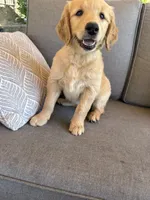 Goldendoodle Puppy , a female Goldendoodle for sale in Orangevale, CA – 4 of 4