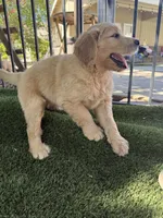 Goldendoodle Puppy , a female Goldendoodle for sale in Orangevale, CA – 5 of 7