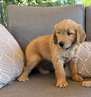 Goldendoodle Puppy , a female Goldendoodle for sale in Orangevale, CA – 1 of 7