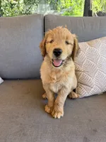 Goldendoodle Puppy , a female Goldendoodle for sale in Orangevale, CA – 3 of 7