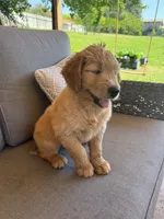 Goldendoodle Puppy , a female Goldendoodle for sale in Orangevale, CA – 4 of 7