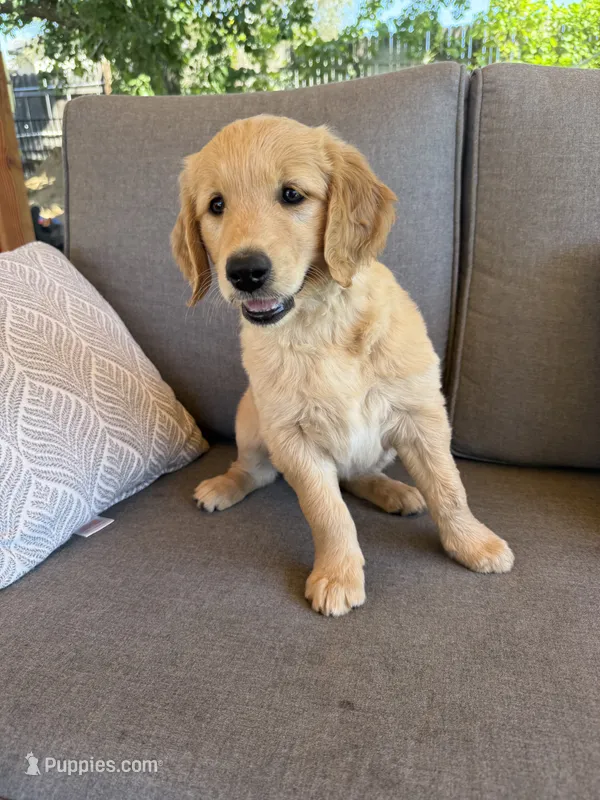 Goldendoodle Puppy  – Goldendoodle puppy for sale in Orangevale, CA