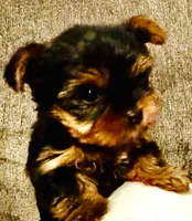 Tiny, a male Yorkshire Terrier for sale in Bloomington, CA – 7 of 10
