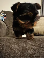 Tiny, a male Yorkshire Terrier for sale in Bloomington, CA – 4 of 10