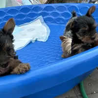 Slinky, a male Yorkshire Terrier for sale in Bloomington, CA – 10 of 10
