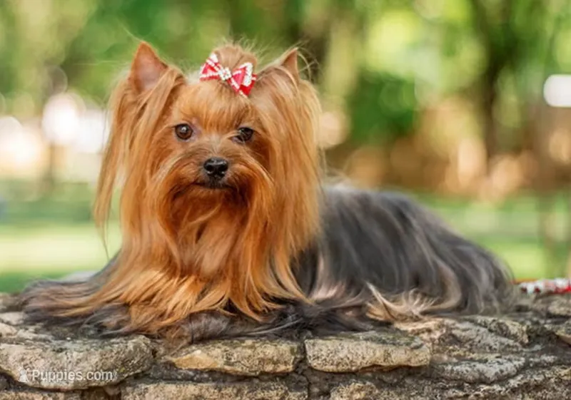 Slinky – Yorkshire Terrier puppy for sale in Bloomington, CA