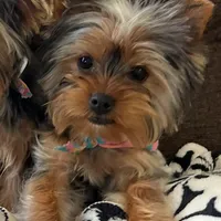 Slinky, a male Yorkshire Terrier for sale in Bloomington, CA – 9 of 10