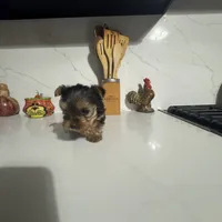 Slinky, a male Yorkshire Terrier for sale in Bloomington, CA – 3 of 10