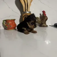 Slinky, a male Yorkshire Terrier for sale in Bloomington, CA – 2 of 10